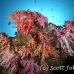 coral_soft_eoe_sim_h_0123_tha0915.jpg